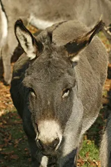 Donkey Portrait Stampe: Donkey