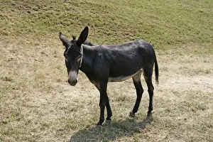 Livestock Breedings Stampe: Donkey