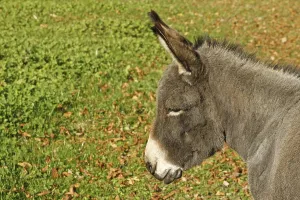 Domestic Ass Stampe: Donkey