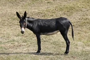 Domestic Donkey Stampe: Donkey