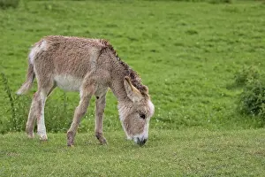 Deserted Woodland Clearing Stampe: Donkey in a clearing