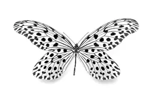 Close Up Insect Photography Stampe: Dots - dotted - dot