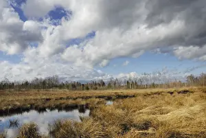 Peat Bog Landscape Stampe: Dramatic clouds forming over a former peat bog