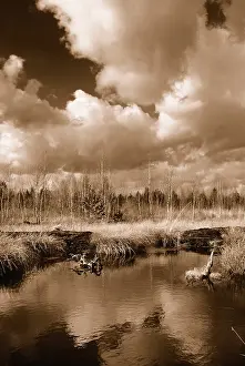 Peat Bog Landscape Stampe: Dramatic clouds forming over a former peat bog