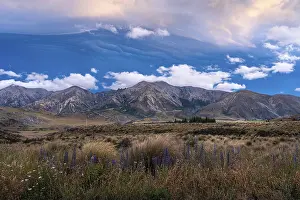Evening Light In The Mountains Stampe: Dramatic cloudscape, mountain landscape and tussock grass