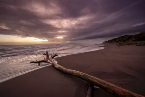 Sandy Ocean Beach Scene Stampe: Dramatic cloudy sky at sunset, tree trunk on the beach