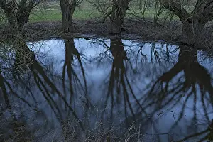 Willow Tree In Water Stampe: Dramatic, ghostly, willows (Salix)