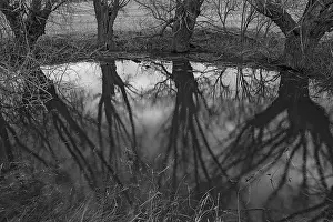 Deciduous Tree Reflection Stampe: Dramatic, ghostly, willows (Salix)