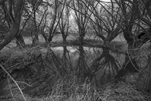Deciduous Tree Reflection Stampe: Dramatic, ghostly, willows (Salix)