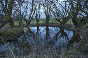 Deciduous Tree Reflection Stampe: Dramatic, ghostly, willows (Salix)