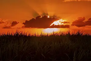 African Evening Atmosphere Stampe: Dramatic sunset behind clouds, Chebel