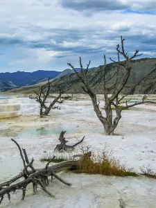 Yellowstone National Park Stampe: Dramatic view of dead trees