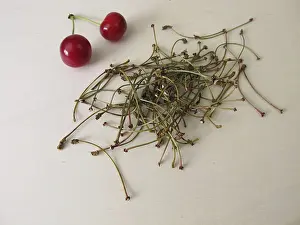 Alternative Medicine Herbs Stampe: Dried cherry stems