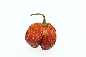 Dried Chilli Fruit Stampe: Dried chilli fruit