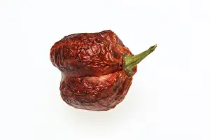 Vegetable Plant Parts Stampe: Dried chilli fruit