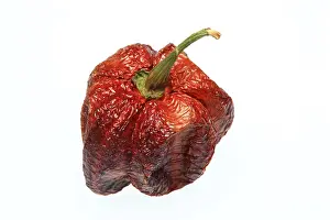 Dried Chilli Fruit Stampe: Dried chilli fruit