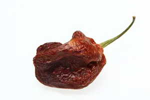 Dried Chilli Fruit Stampe: Dried chilli fruit