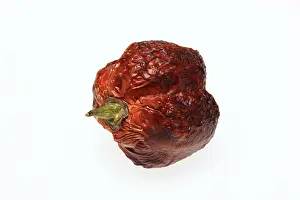Empty Landscape With Plants Stampe: Dried chilli fruit