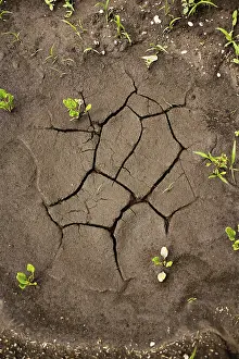 Austria Landscape Stampe: Dried puddle on a field, Austria