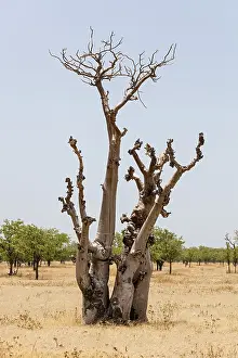 Namibia Drought Stampe: Dried out tree, Namibia