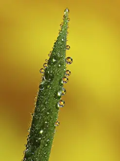Raindrop Images Stampe: Drop