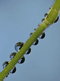 Macro Photography Stampe: Drop