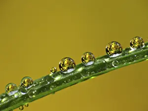Water Drop Image Stampe: Drop