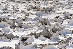 Etosha National Park Namibia Stampe: Drought mud patterns with cracks on the ground