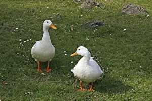 Water Bird Images Stampe: Duck pair