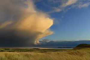 North Sea Dunes Stampe: Dune Landscape with Thundercloud
