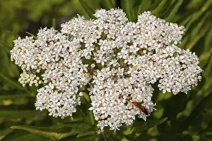 Close Up Flower Details Stampe: Dwarf Elder (Sambucus ebulus)
