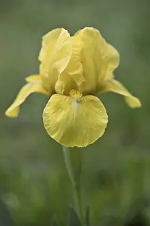 Northern German Nature Stampe: Dwarf iris (Iris barbata Nana)
