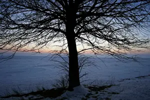 Snow Covered Trees Stampe: Eafless tree