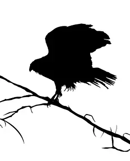 White Background Graphics Stampe: Eagle silhouette on a tree, vector objects over white background