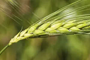 Cereal Cultivation Stampe: Ear of grain with kernels