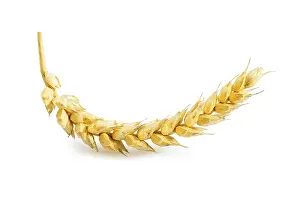 Close Up Grain Photography Stampe: Ear of wheat isolated