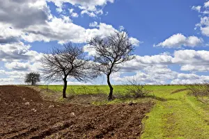 Deserted Spring Landscape Stampe: Early Spring