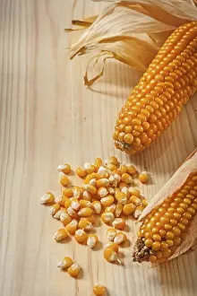 Gourmet Meal Ingredients Stampe: Ears of corn composition