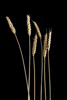 Wheat Grain Varieties Stampe: Ears of wheat