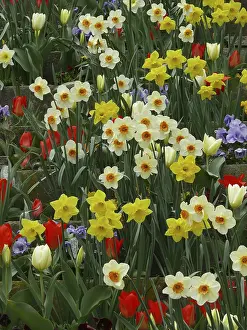 Spring Flower Bloom Stampe: Easter bells