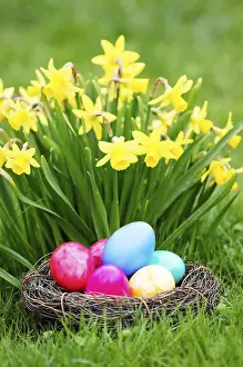 Wild Daffodils In Bloom Stampe: Easter, Easter eggs, Spring, Spring meadow