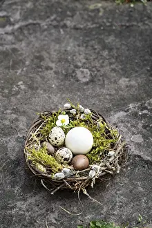 Colorful Easter Eggs Stampe: Easter, Easter nest, grey background