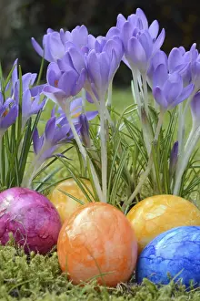 Spring Flowers Stampe: Easter eggs, Easter egg, eggs, Easter