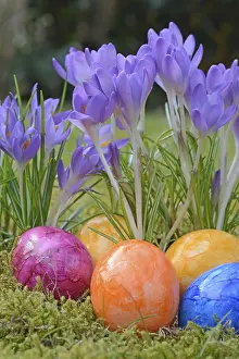Spring Flowers Stampe: Easter eggs, Easter egg, eggs, Easter