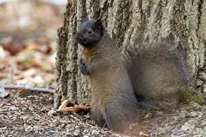Quebec Province Canada Stampe: Eastern fox squirrel (Sciurus niger) standing and watching