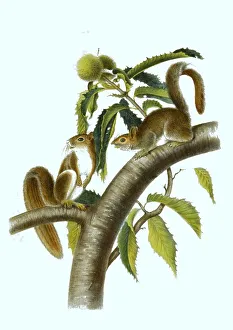 Color Lithograph Reproduction Stampe: Eastern gray squirrel (Sciurus carolinensis)