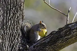Scoiattolo Grigio Orientale Stampe: Eastern gray squirrel print