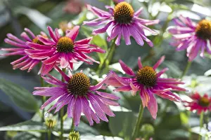 Asteraceae Flowering Plant Stampe: (Echinacea)