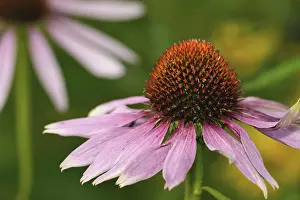 Echinacea Flower Stampe: (Echinacea)