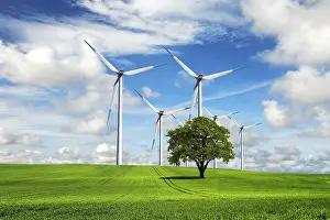 Oak Tree Ecology Stampe: Ecological priority